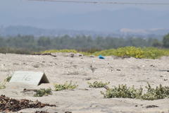 Sternula antillarum browni