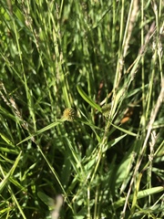 Cyperus erectus