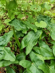 Arum cylindraceum