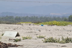 Sternula antillarum browni