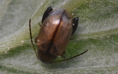 Longitarsus melanocephalus