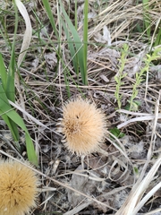Carlina acaulis