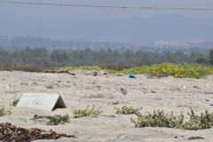 Sternula antillarum browni