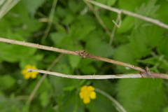 Lasioptera rubi