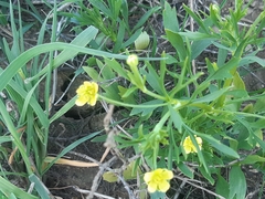Ranunculus arvensis