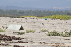 Sternula antillarum browni