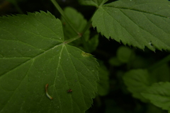 Puccinia aegopodii