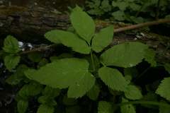 Puccinia aegopodii