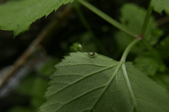 Puccinia aegopodii