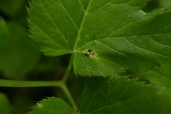 Puccinia aegopodii