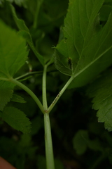 Puccinia aegopodii