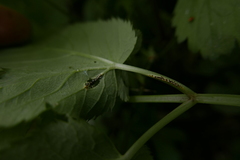Puccinia aegopodii