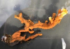 Clathria prolifera