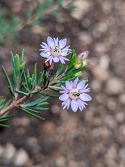Verticordia plumosa