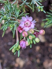Verticordia plumosa