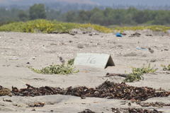 Sternula antillarum browni