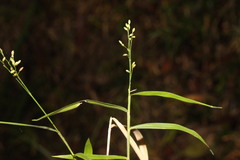 Panicum pygmaeum