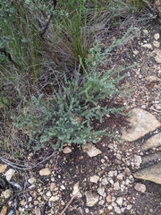 Verticordia plumosa