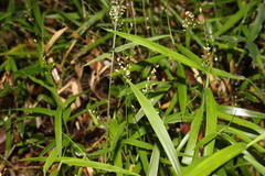 Panicum pygmaeum