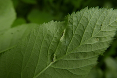 Puccinia aegopodii