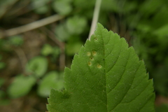 Puccinia aegopodii