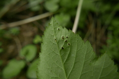 Puccinia aegopodii