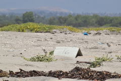 Sternula antillarum browni