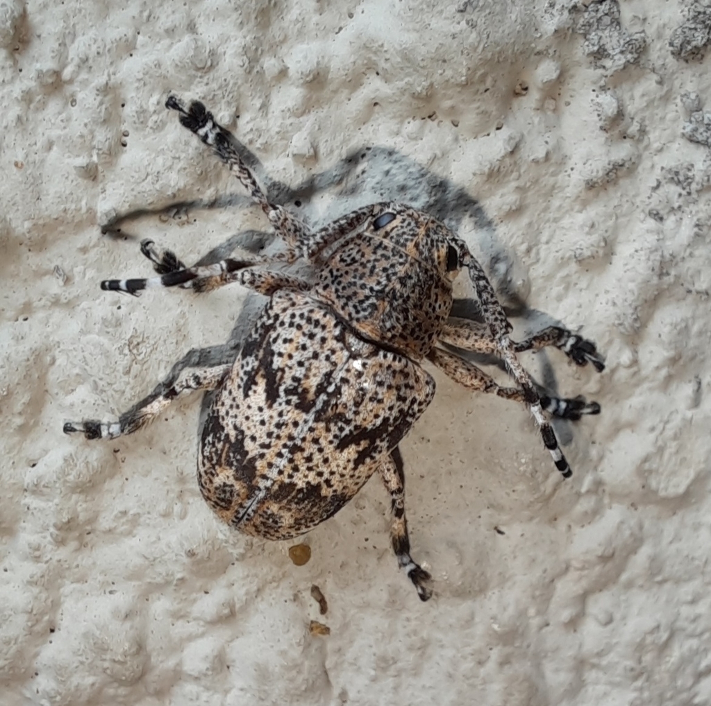 Anagelasta