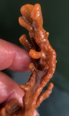 Clathria prolifera