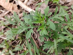 Ambrosia artemisiifolia