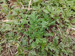 Ambrosia artemisiifolia