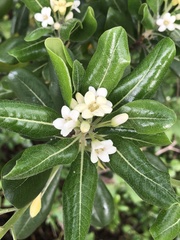 Pittosporum tobira