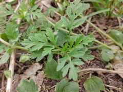 Ambrosia artemisiifolia