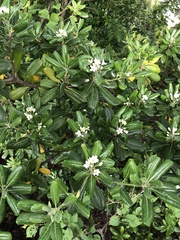 Pittosporum tobira