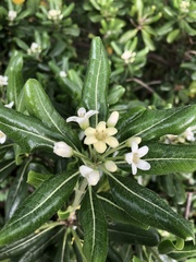 Pittosporum tobira
