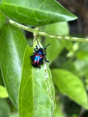 Platycorynus undatus