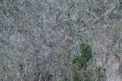 Turdus tephronotus