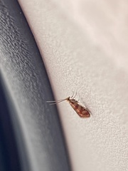 Micropterix aureatella