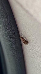 Micropterix aureatella