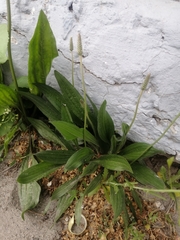 Plantago lanceolata