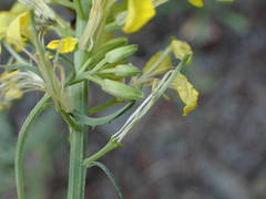 Erysimum nevadense