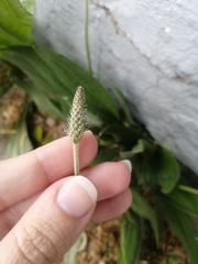 Plantago lanceolata