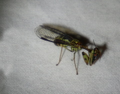 Spaminta minjerribae