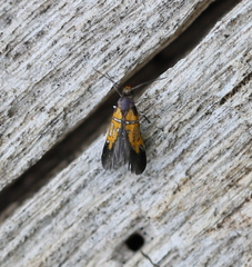 Schiffermuelleria schaefferella
