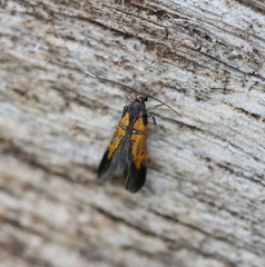 Schiffermuelleria schaefferella