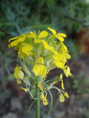 Erysimum nevadense