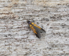 Schiffermuelleria schaefferella