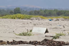 Sternula antillarum browni