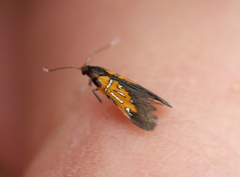 Schiffermuelleria schaefferella