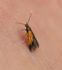 Schiffermuelleria schaefferella